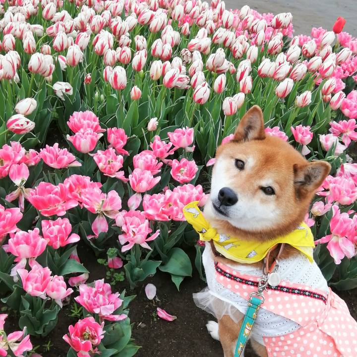 Ffe62dd4 2612 4c58 8d05 bc155043ac58 1617701123039