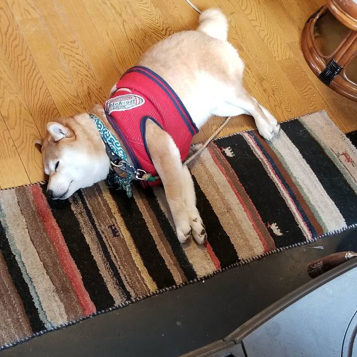 Ffe6d977 cfbd 472a 8dc4 5e41b964e118 1519081943265