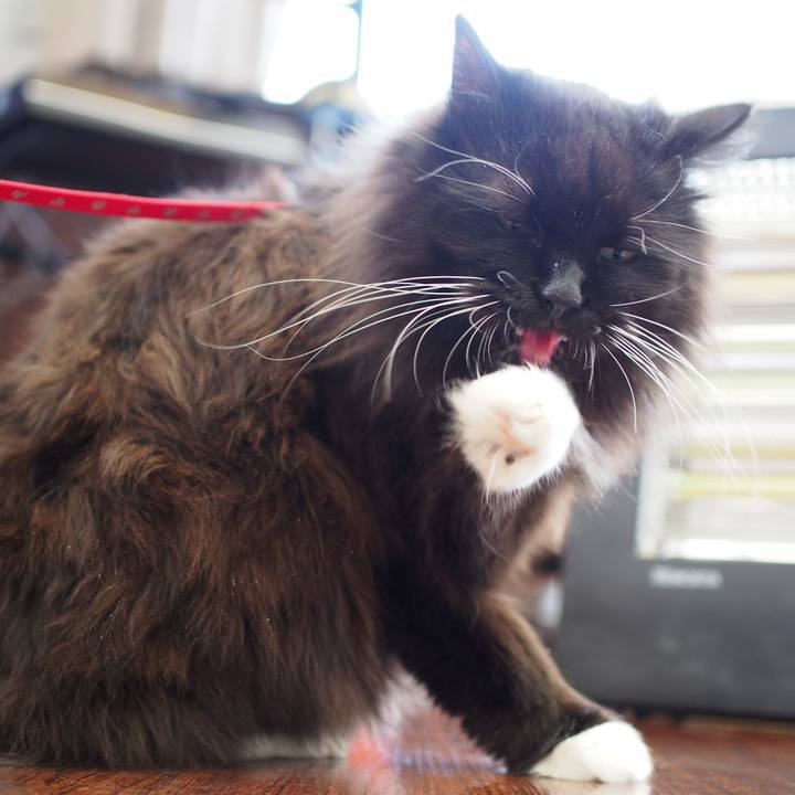 Ffe76f86 74c5 4966 b53b cc4a832f86fe 1550807493731