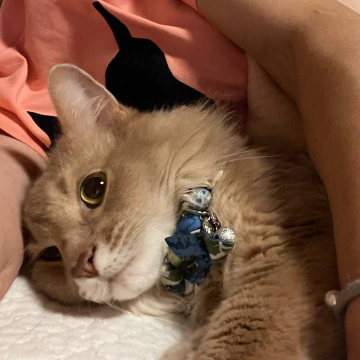 Ffe785b0 f8e7 4108 814b 70a5f2c1fdbf 1720831250161