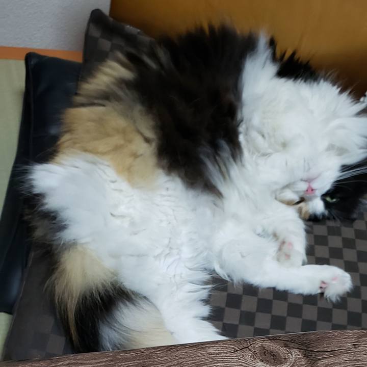 Ffea9e6a b217 4648 a871 c0f94a9492cc 1634780567667