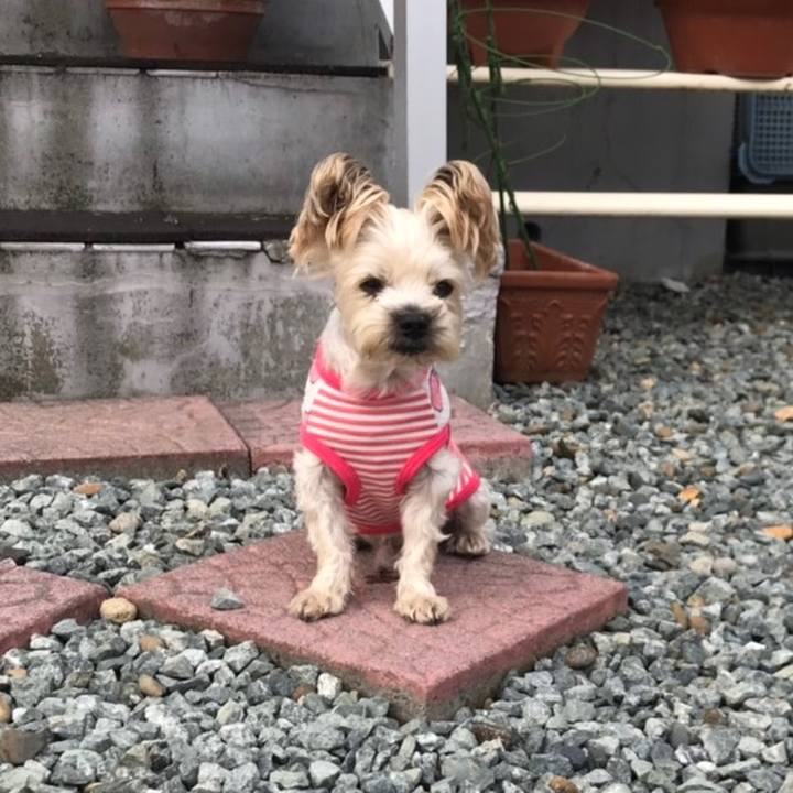 Fff2f483 bda0 4b9c b52e b8ae9778f239 1566023639928