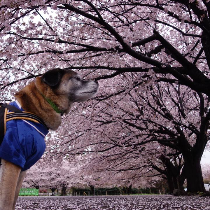 Fff6cb55 34eb 4936 bab0 1ca4bfd5a8a7 1554684566345