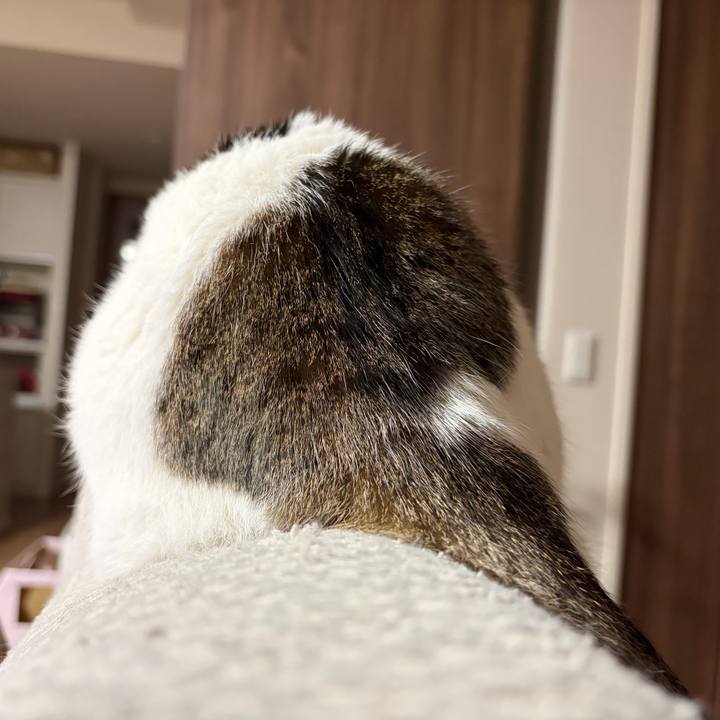 Fff6fbb8 ec74 4d24 b372 8ee501eff824 1773009395523