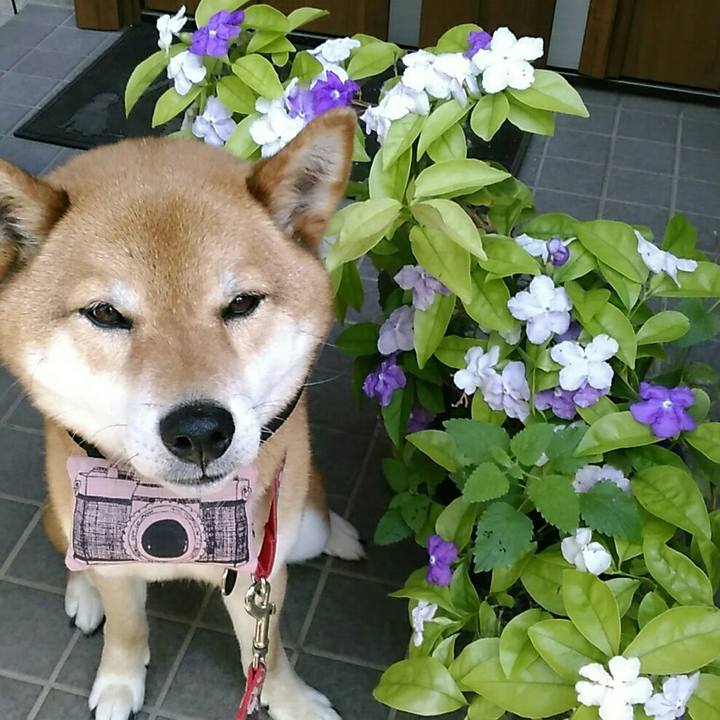 Fff81e1b a96d 4b51 a79b a4fabc6822b3 1558570781946