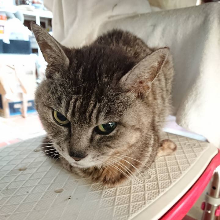 Fff96e7a e5b1 4eec a2c8 2cabba25b2dc 1590959462614