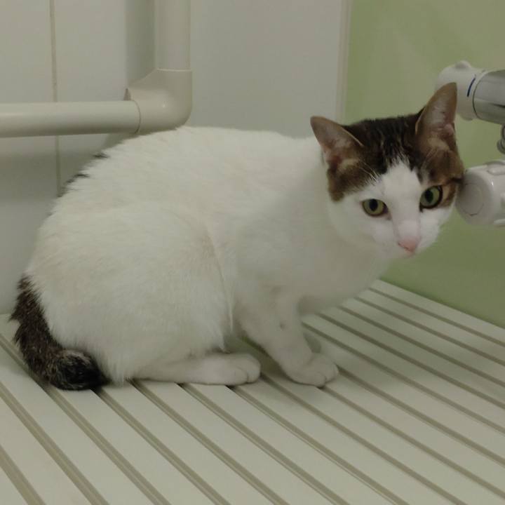 Fffcd6f4 1b6f 4b82 8ab9 6e1ed360d0ca 1666494926834