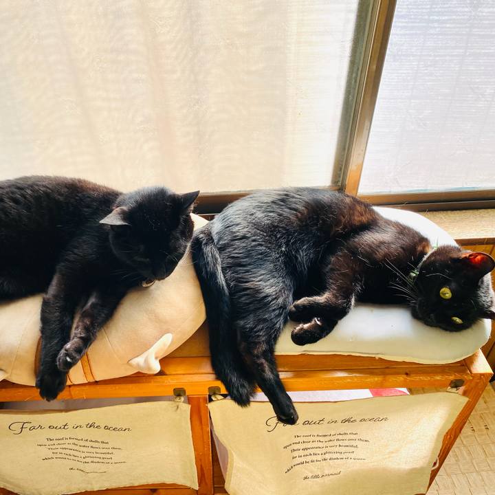 Fffd2bf2 af26 43d8 8269 ec6a7c682c38 1686833860753