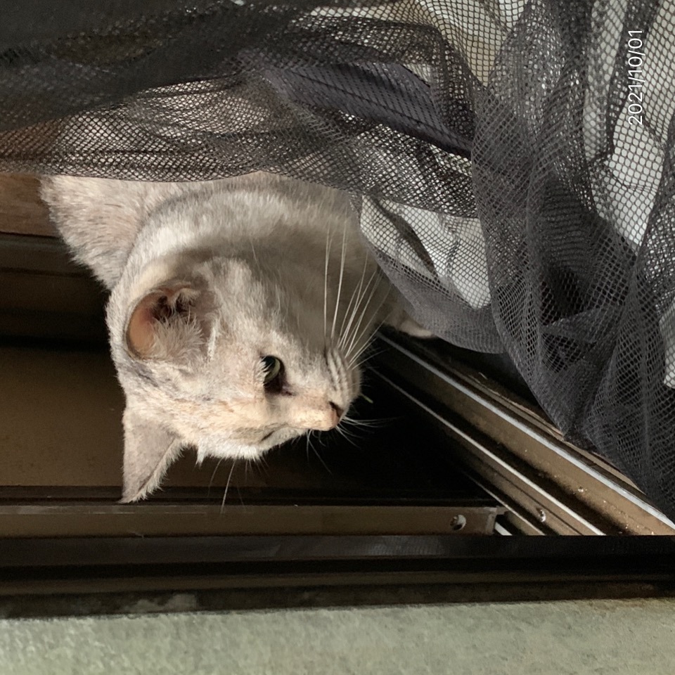 Dokonoko - 四人姉妹弟(ウノ、ミケ、テラ、四茶)