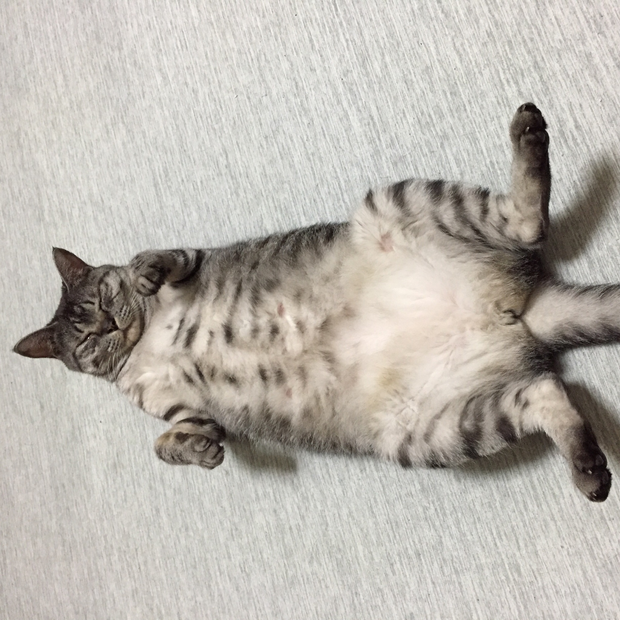 Dokonoko - つぶきち