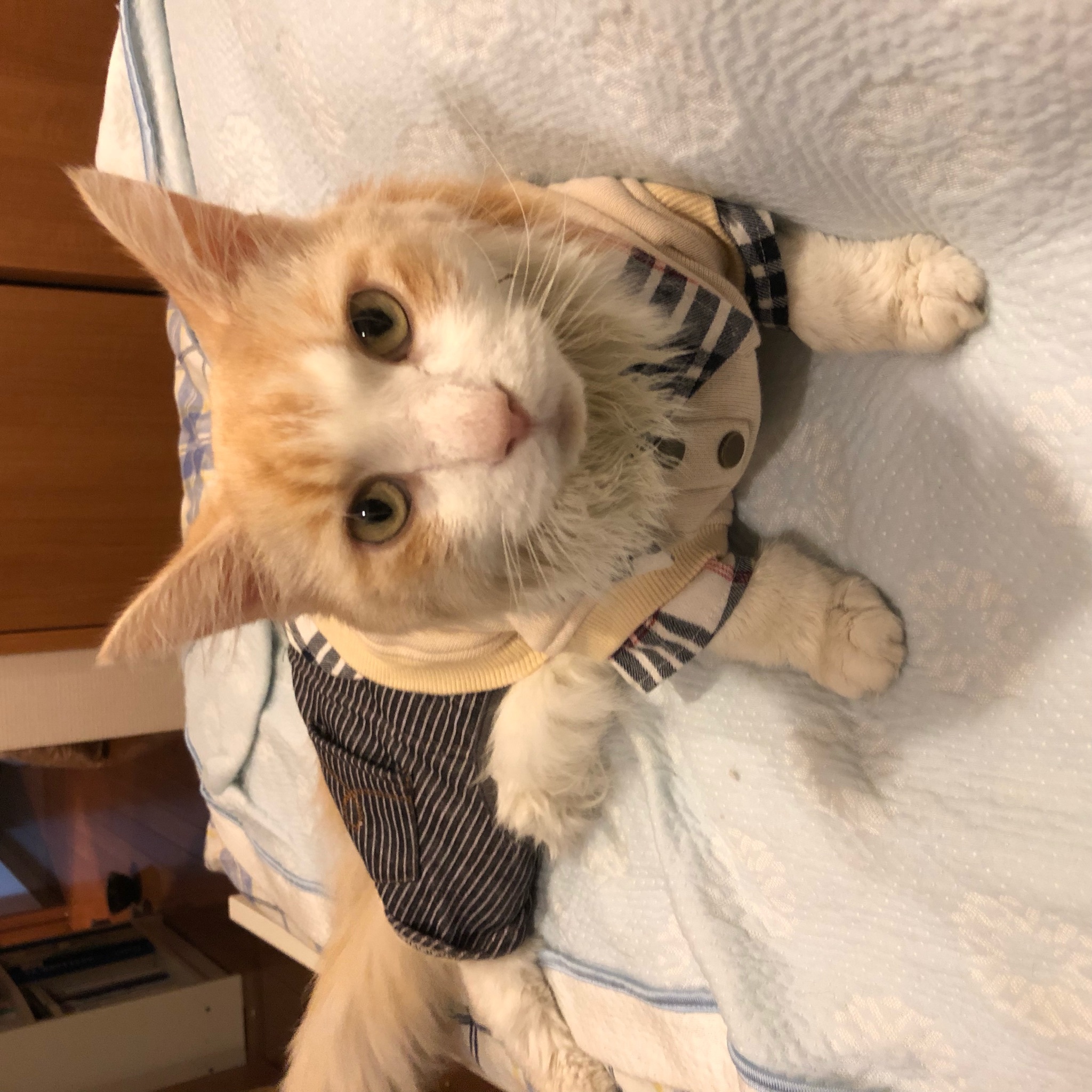 Dokonoko - りゅうせい（琉盛）