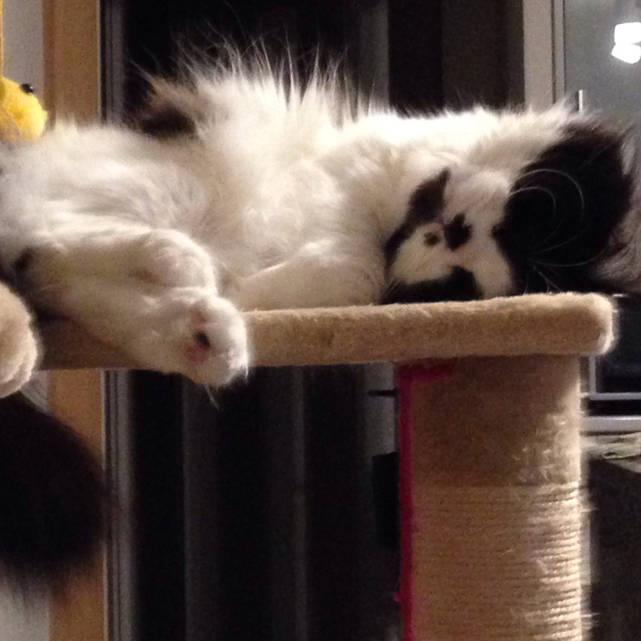 Dokonoko - もん