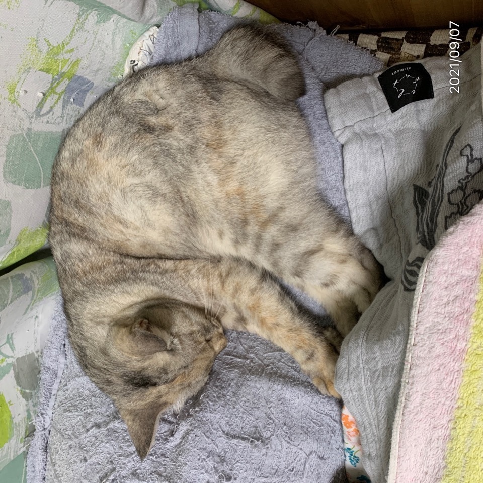 Dokonoko - 四人姉妹弟(ウノ、ミケ、テラ、四茶)