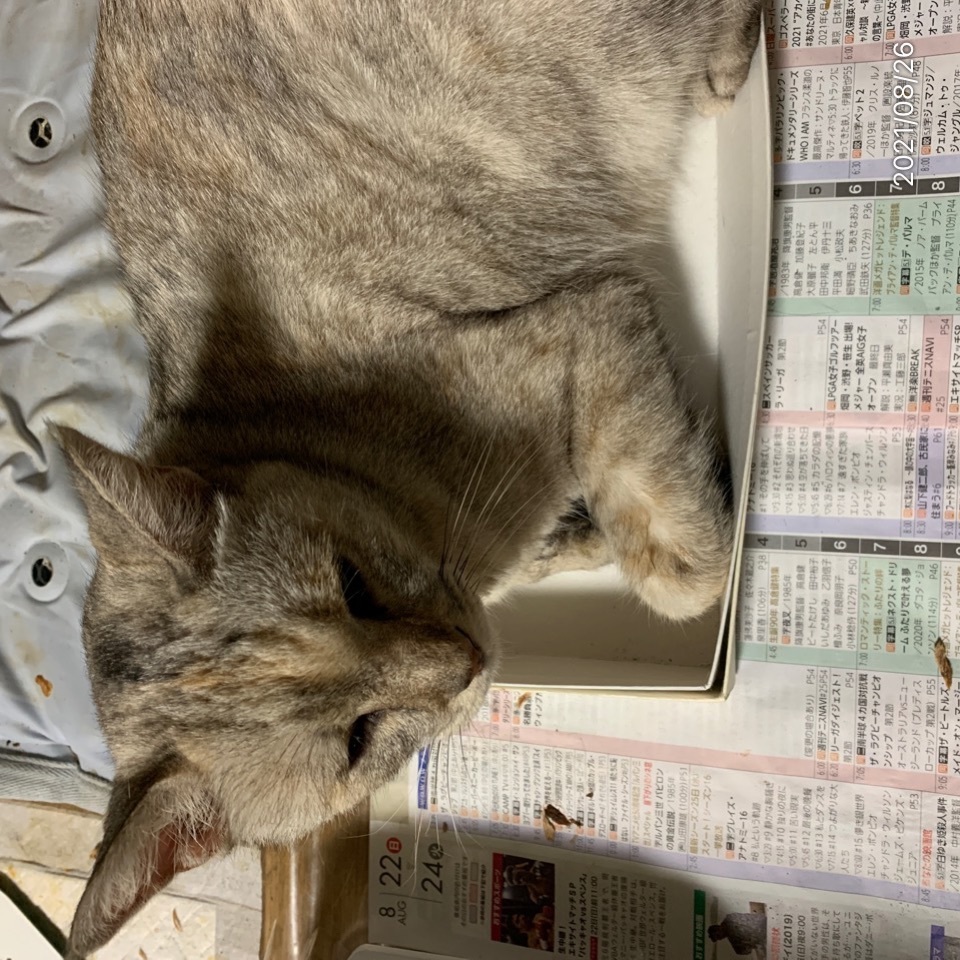 Dokonoko - 四人姉妹弟(ウノ、ミケ、テラ、四茶)