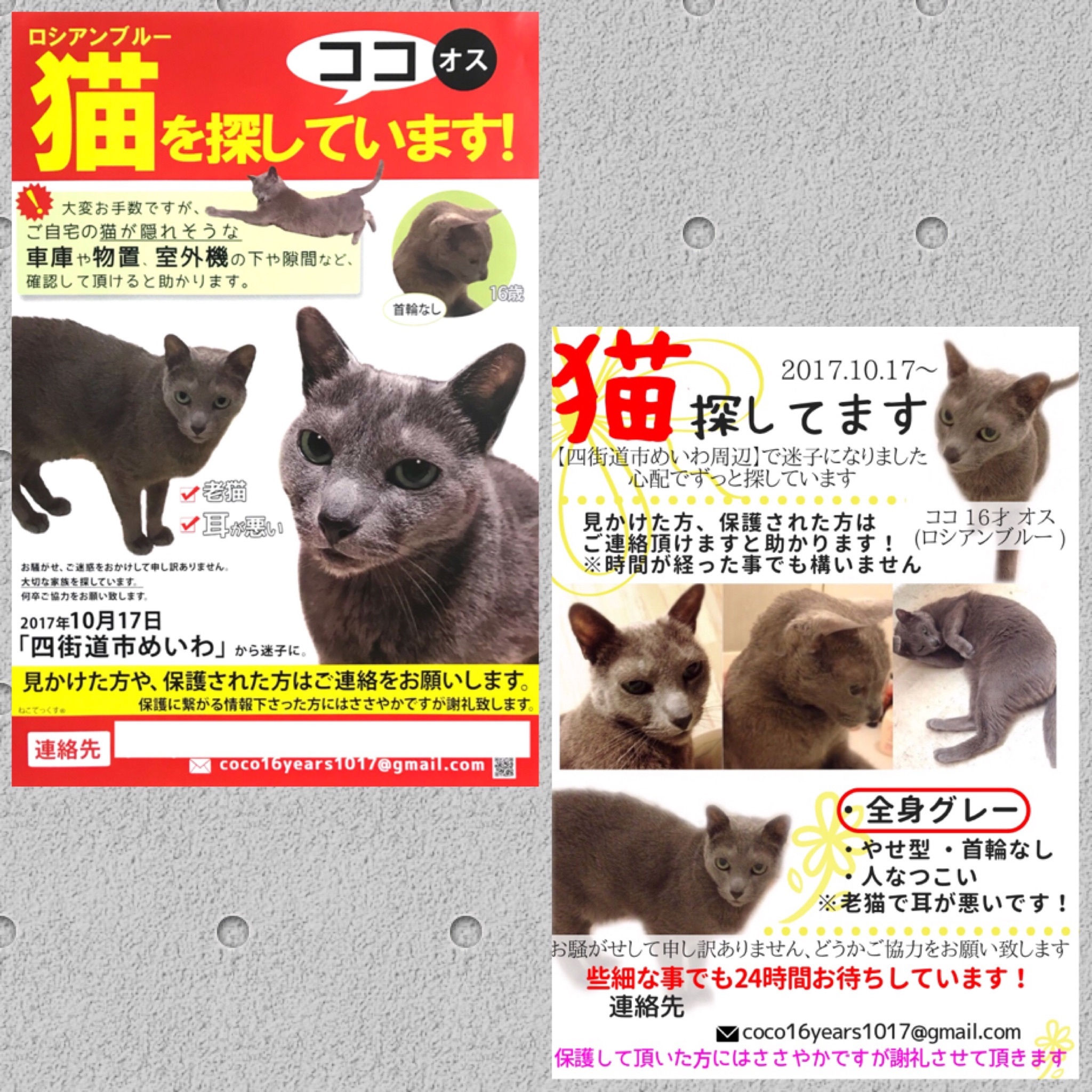 Dokonoko - 迷子猫ココ