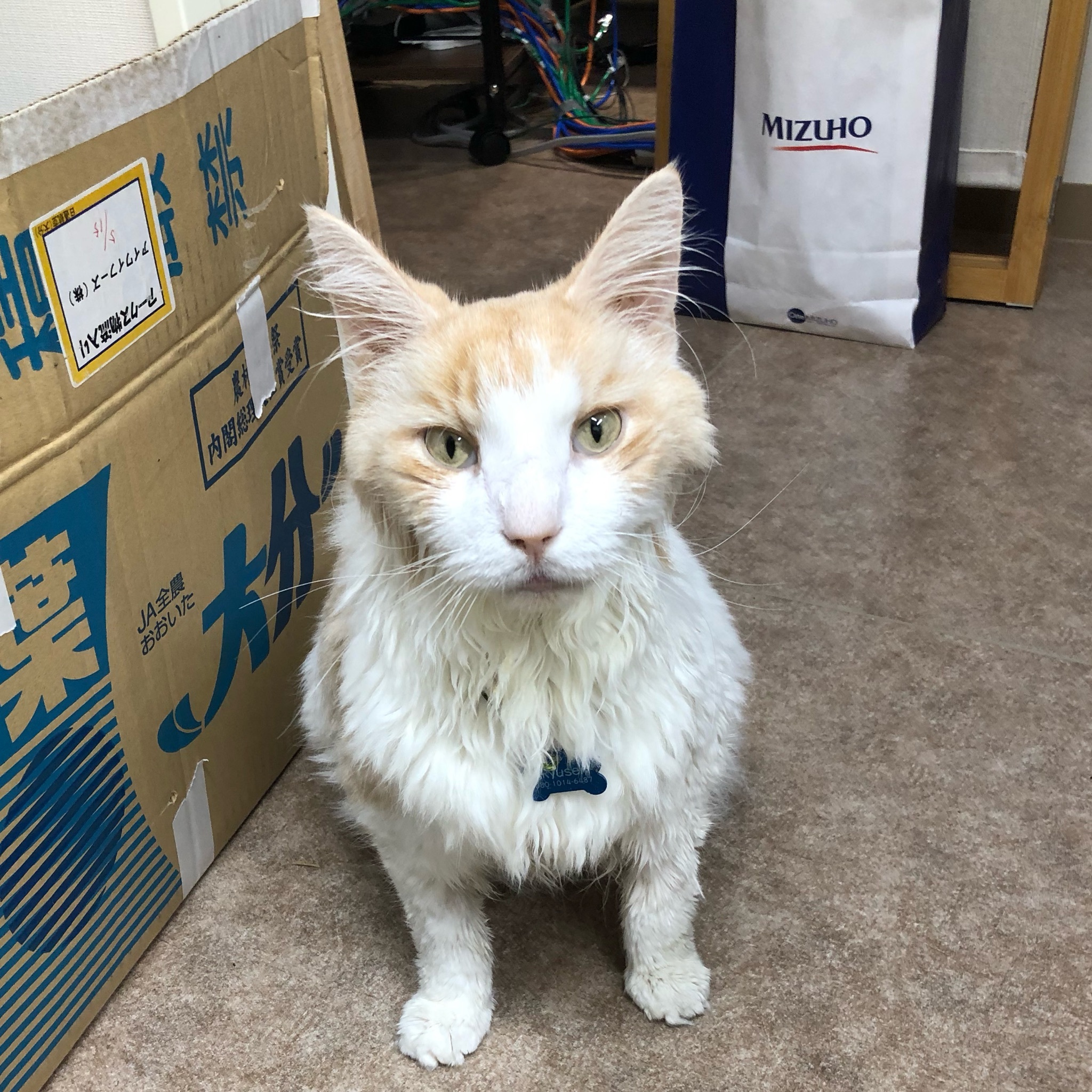 Dokonoko - りゅうせい（琉盛）